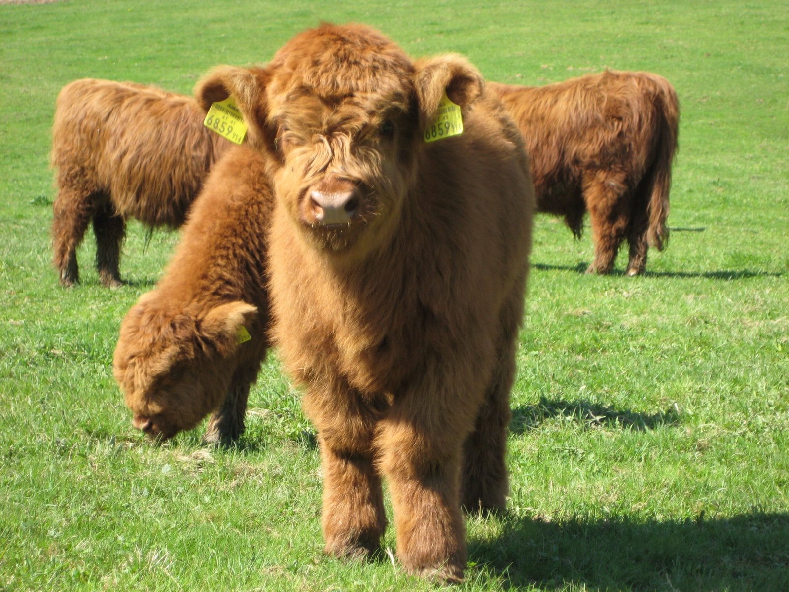 Miniature Highland Cow: Charming Pets for Any Home